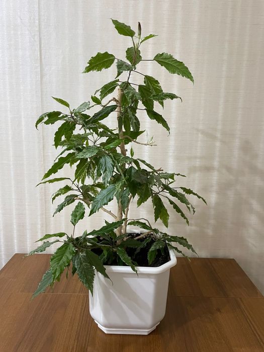 Комнатные растения