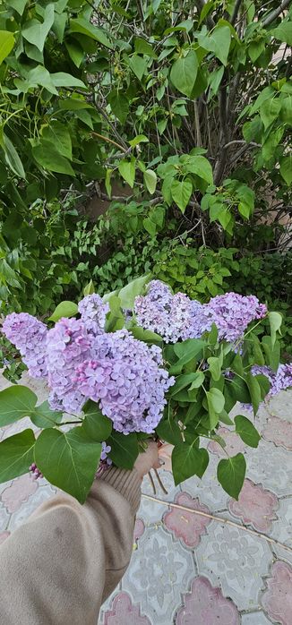 Продаю свежие сирени!