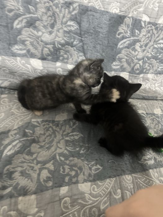 Бесплатно котенки