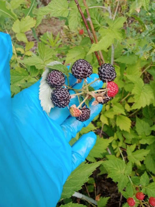 Продам саженцы чёрной малины