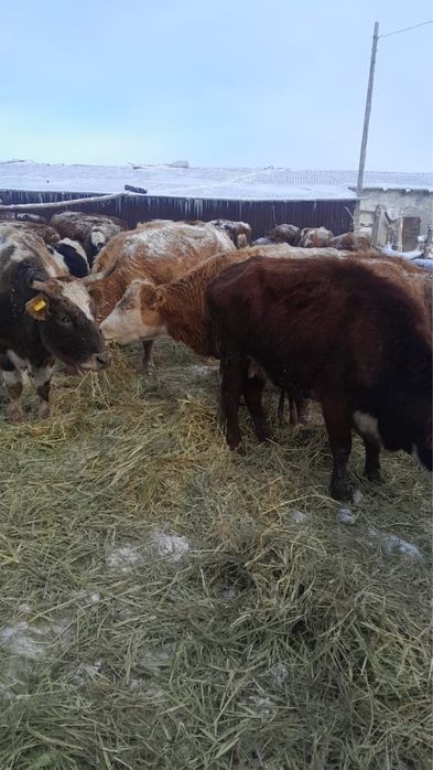 Оптом сиырлар сатылады