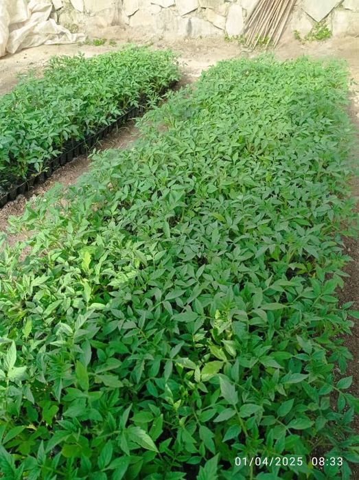 Pomidor kochatlari sotiladi