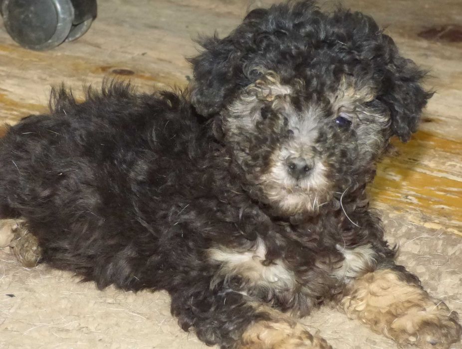 Caniche (pudel) pitic argintiu