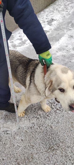 Дорощенный алабай