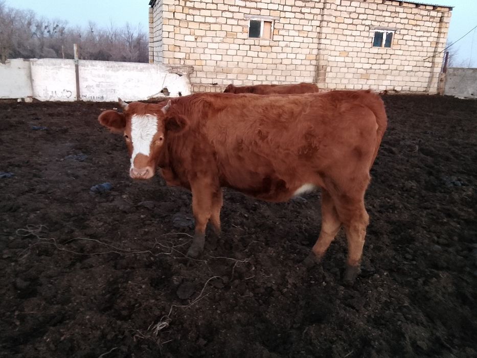 Продам телку. Кашар сатамын.