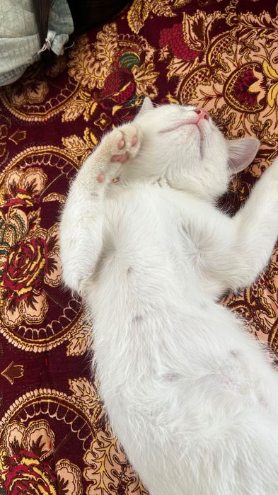 Котенок мальчик ходит в латок