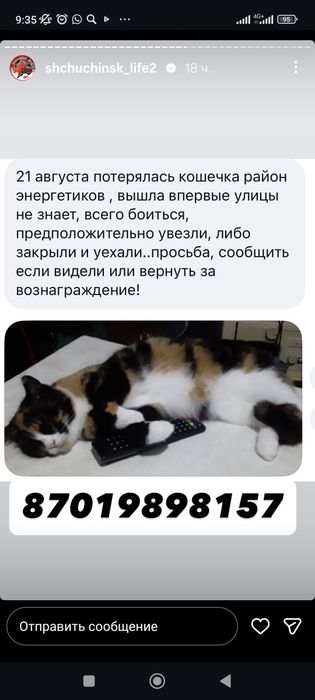 Потеряла кошечка