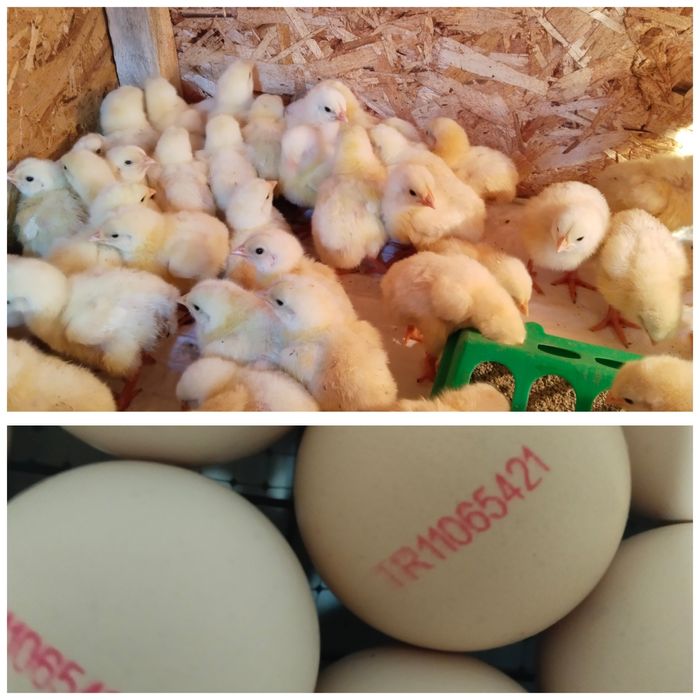 Продам цыплят Росс Турция