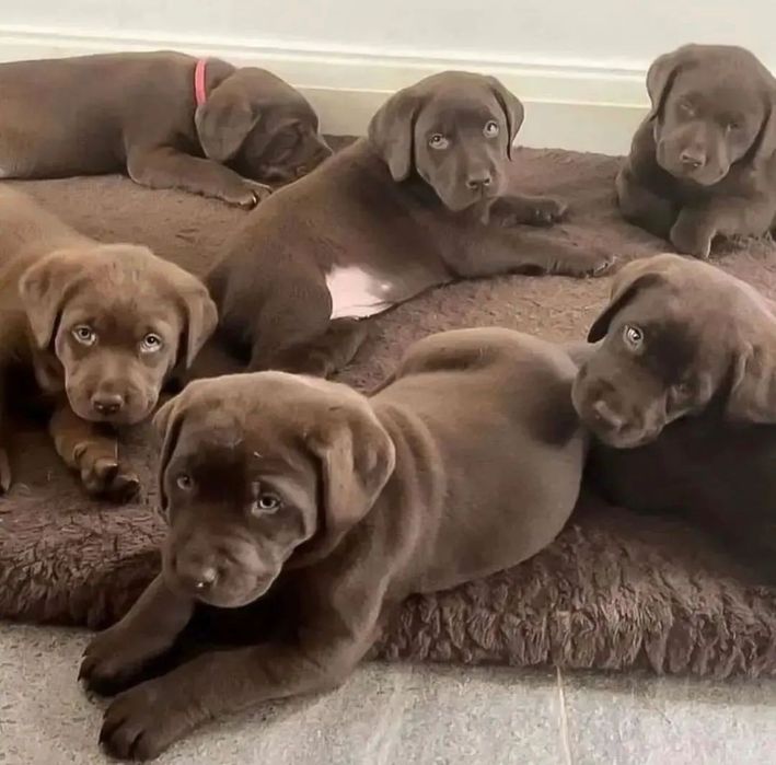 Малышата ЛабрадорА