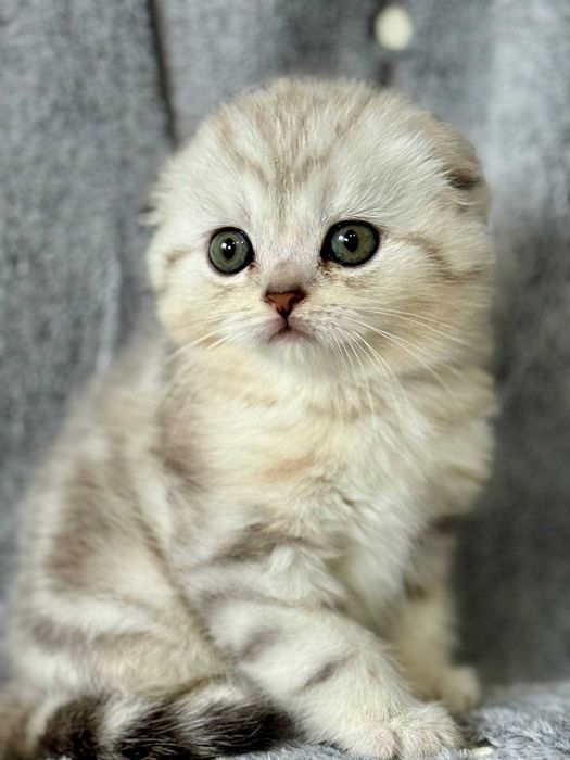 вислоушка девочка