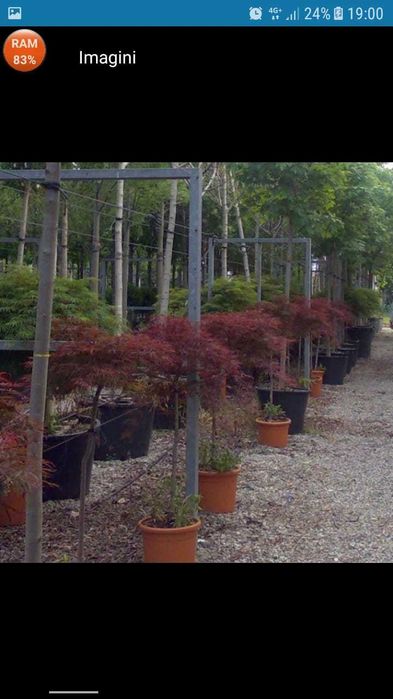Plante ornamentale chiparos galben si artar japonez artar alb