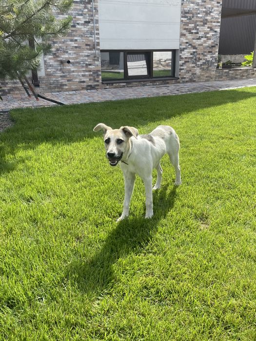 Пристраивается щенок!