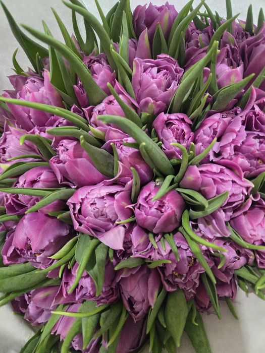 Тюльпаны  оптом  Астана