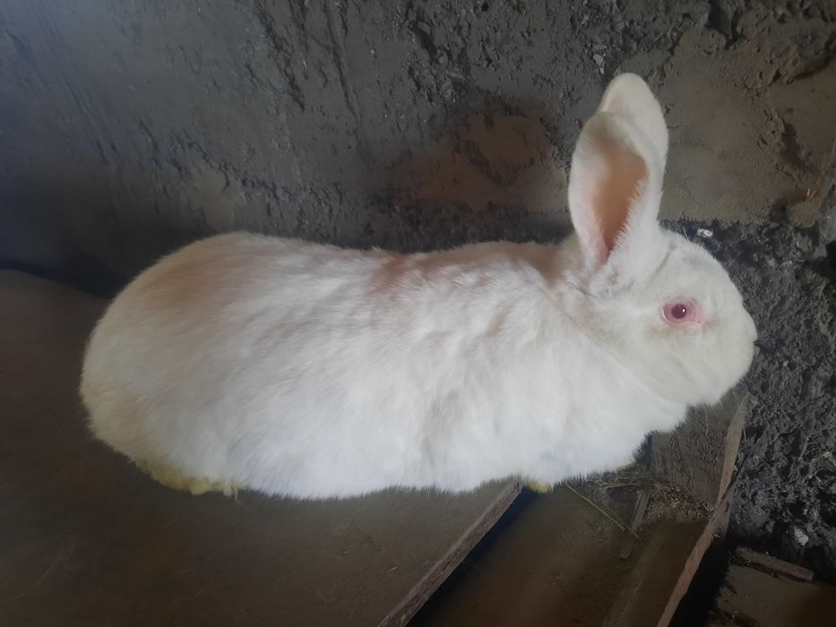 Кролики белый панон