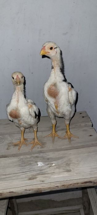 О Шамо немецкий линия