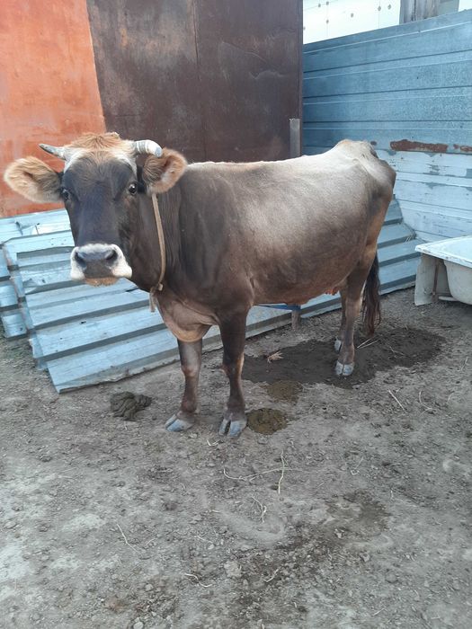 2 коровы Алатауской пароды