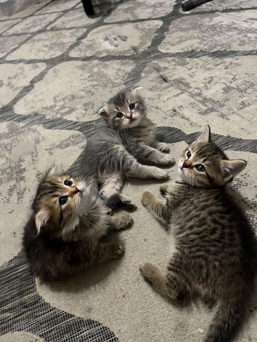 Котята в хорошие добрые руки