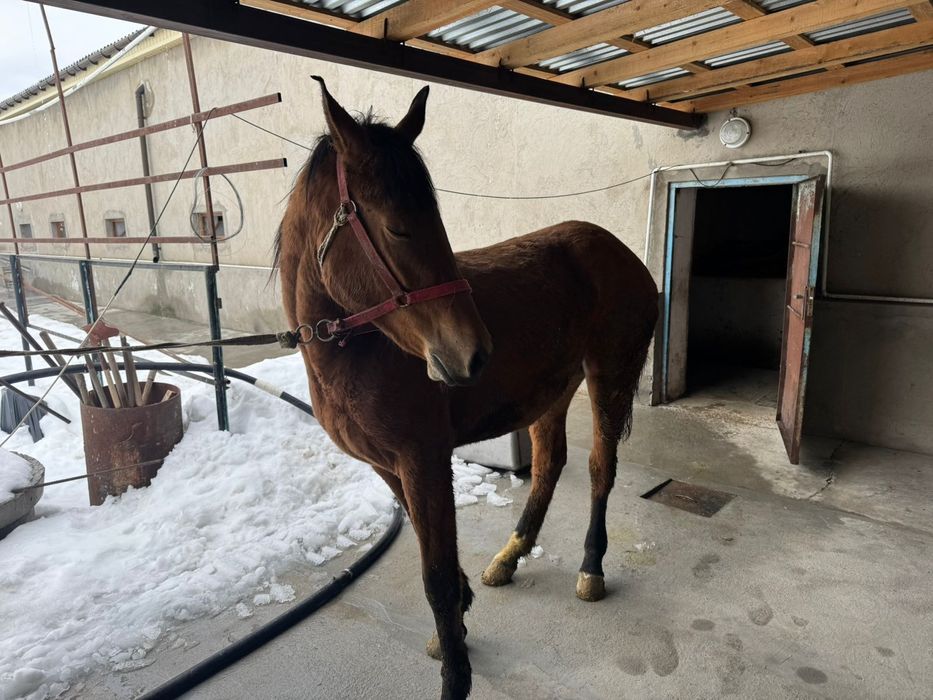 Продам кобылу 3 года