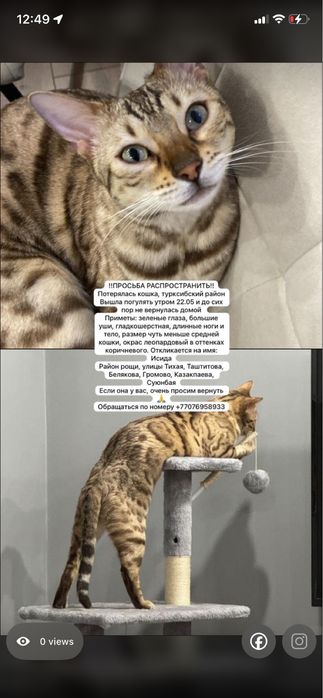 Потерялась кошка