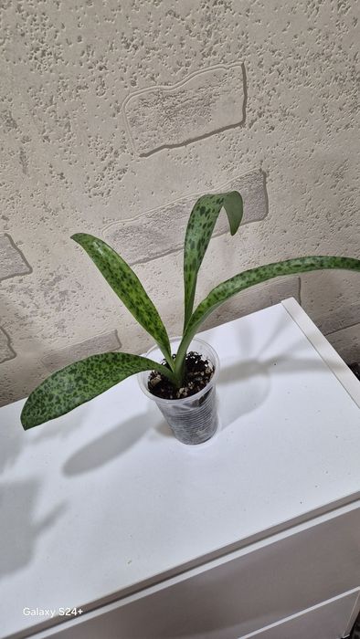 Дримиопсис Кирка