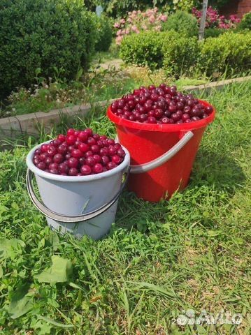Ведро вишни/ шие шелекпен