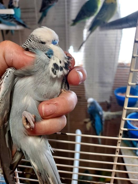 Vand perusi si zebre