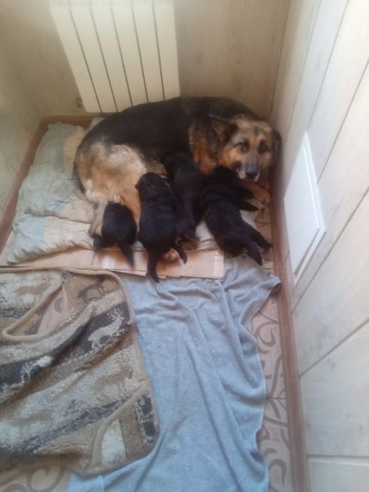 Продаю щенков овчарки