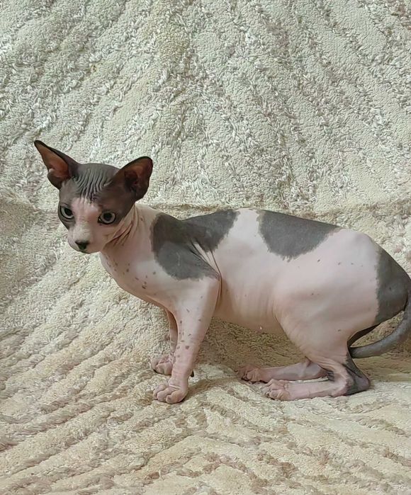 Продается кошка сфинкс