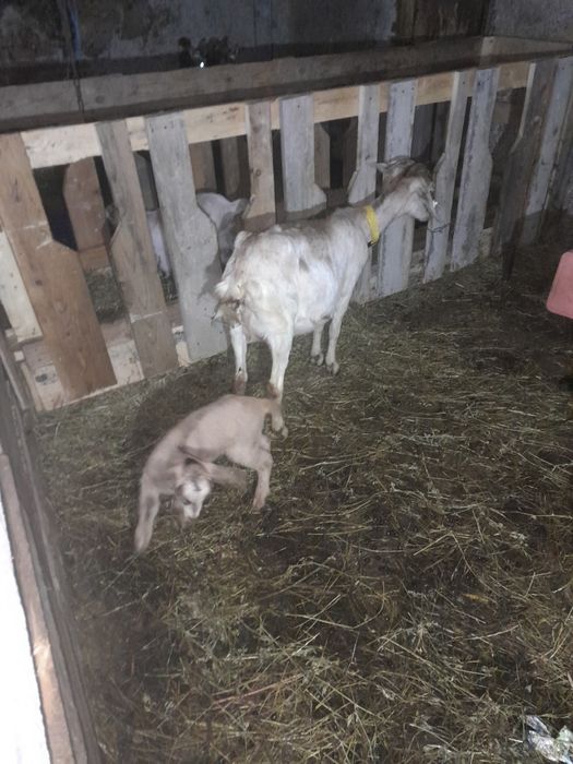 Capra  metis de anglonubiana la prima fătare cu iezi