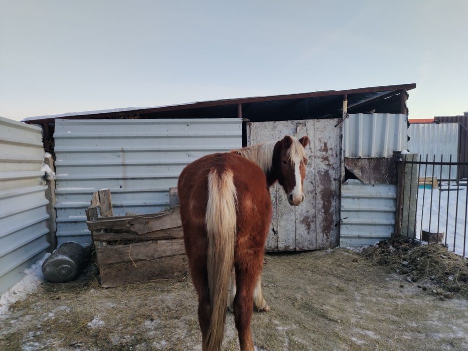 Продам кабылу. Упитанная.