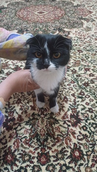 Biritan mushugi kalta yungli