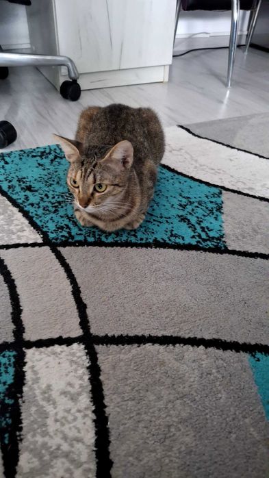 Ofer sre adoptie pisicuta