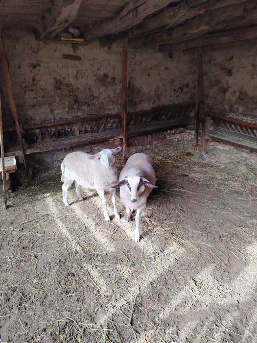 Agneta. 24.30.kilograma.