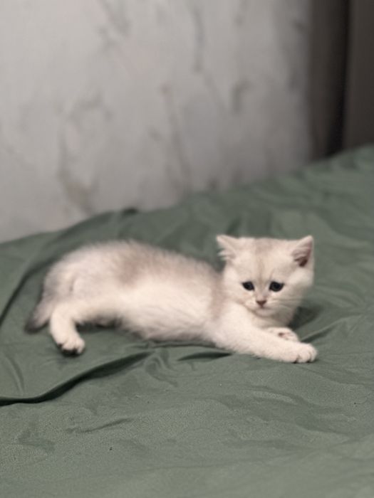 ПРОДАЮ КОТЯТ 1.5 месяца