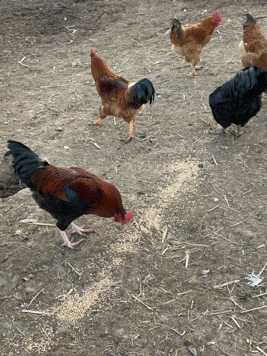 Продам петуховвв