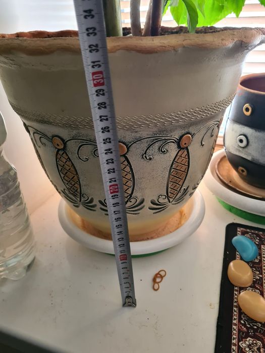 Китайская роза в горшке