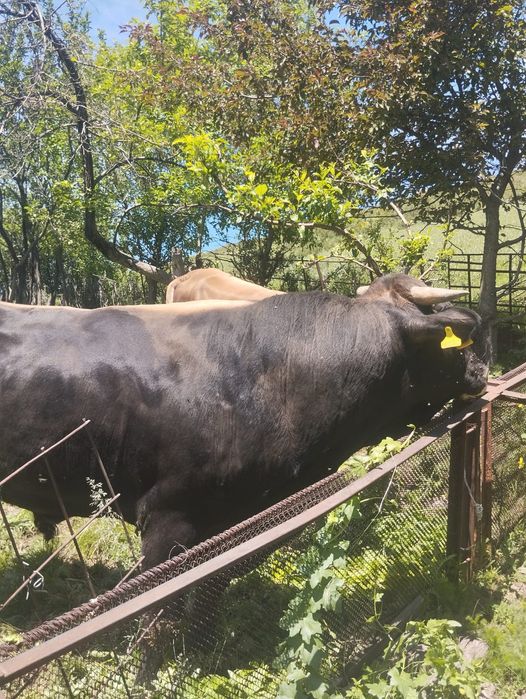 Продам быка на племя
