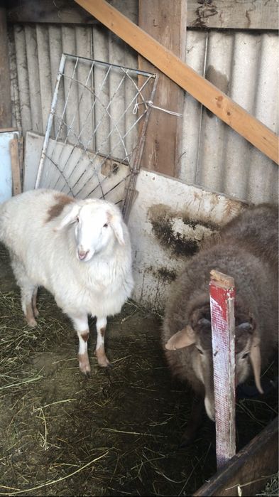 Продам баранов не дорого