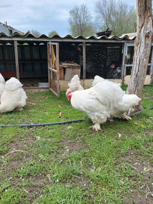 Продам цеплят и яйца