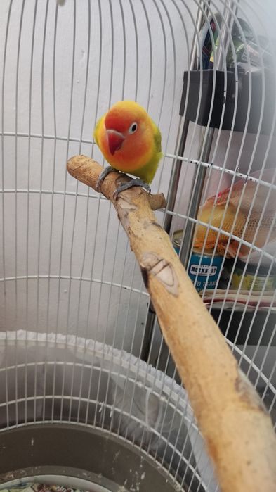 Папагал Неразделка фишер