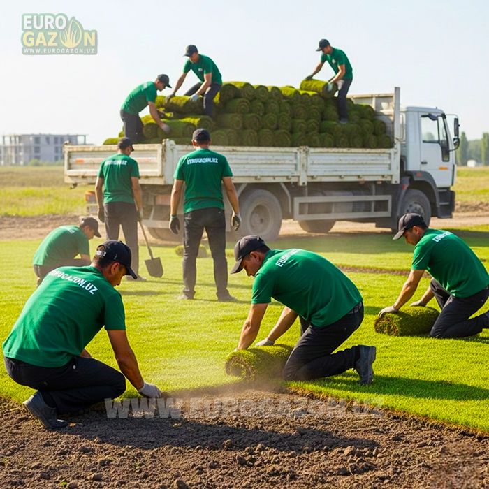 Купить газон в рулонах — быстро, Ташкент