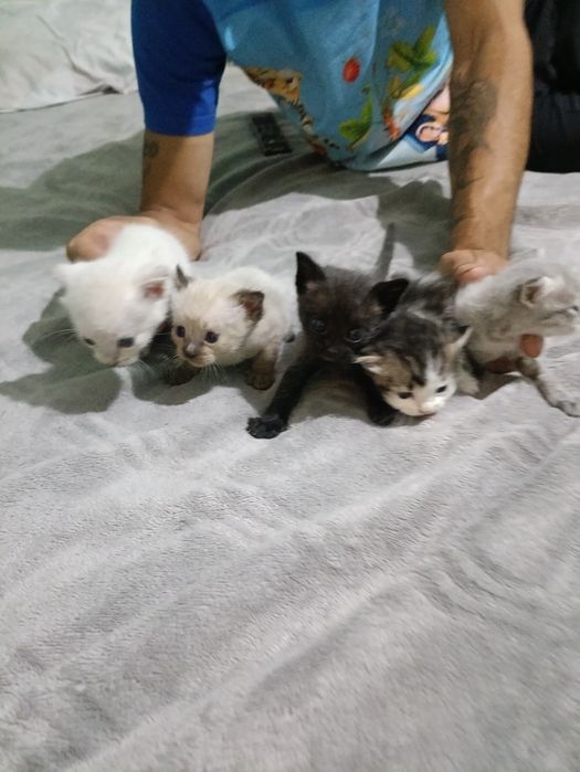 Отдам котят в хорошие руки!!!