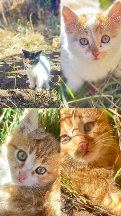 Срочно нужен дом котятам!