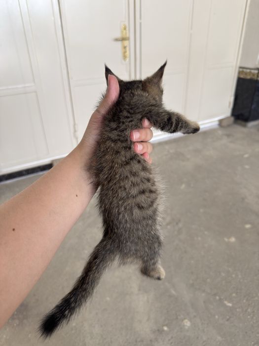 Отдам котенка в добрые руки