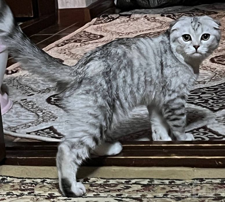 Кошки кошка mushuk