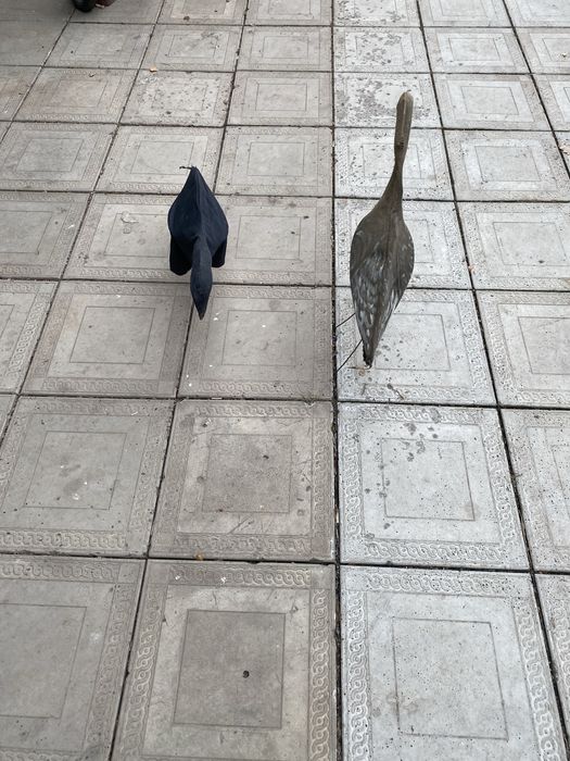 Профиля гусей