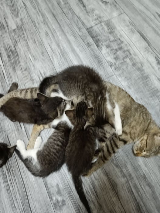 Отдам котят только в хорошие руки