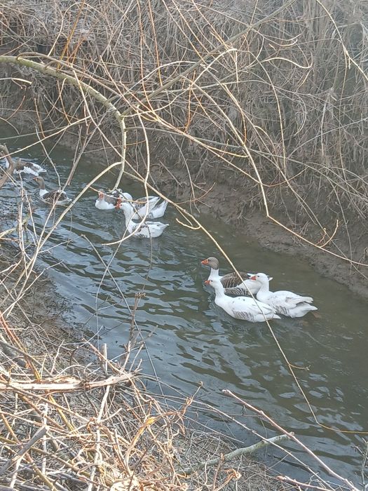 Ouă gâște ,rate incubație