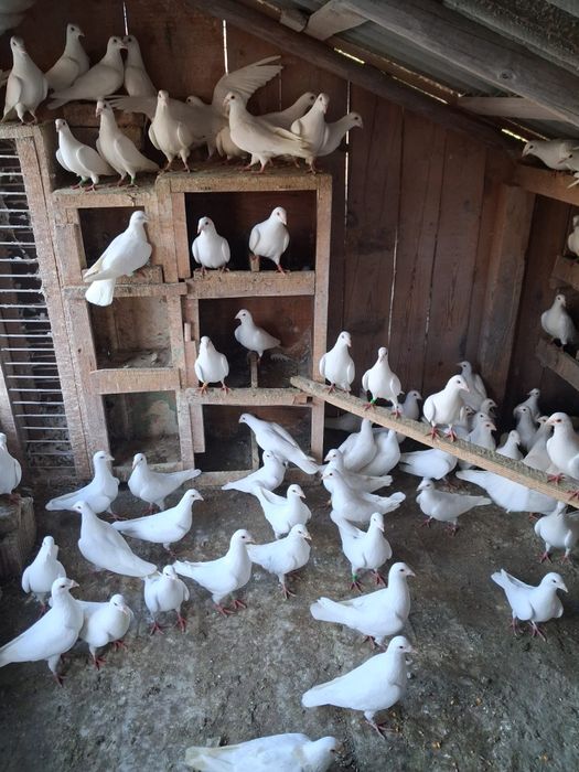 Vand porumbei voiajori