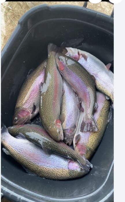 В продаже свежая форель